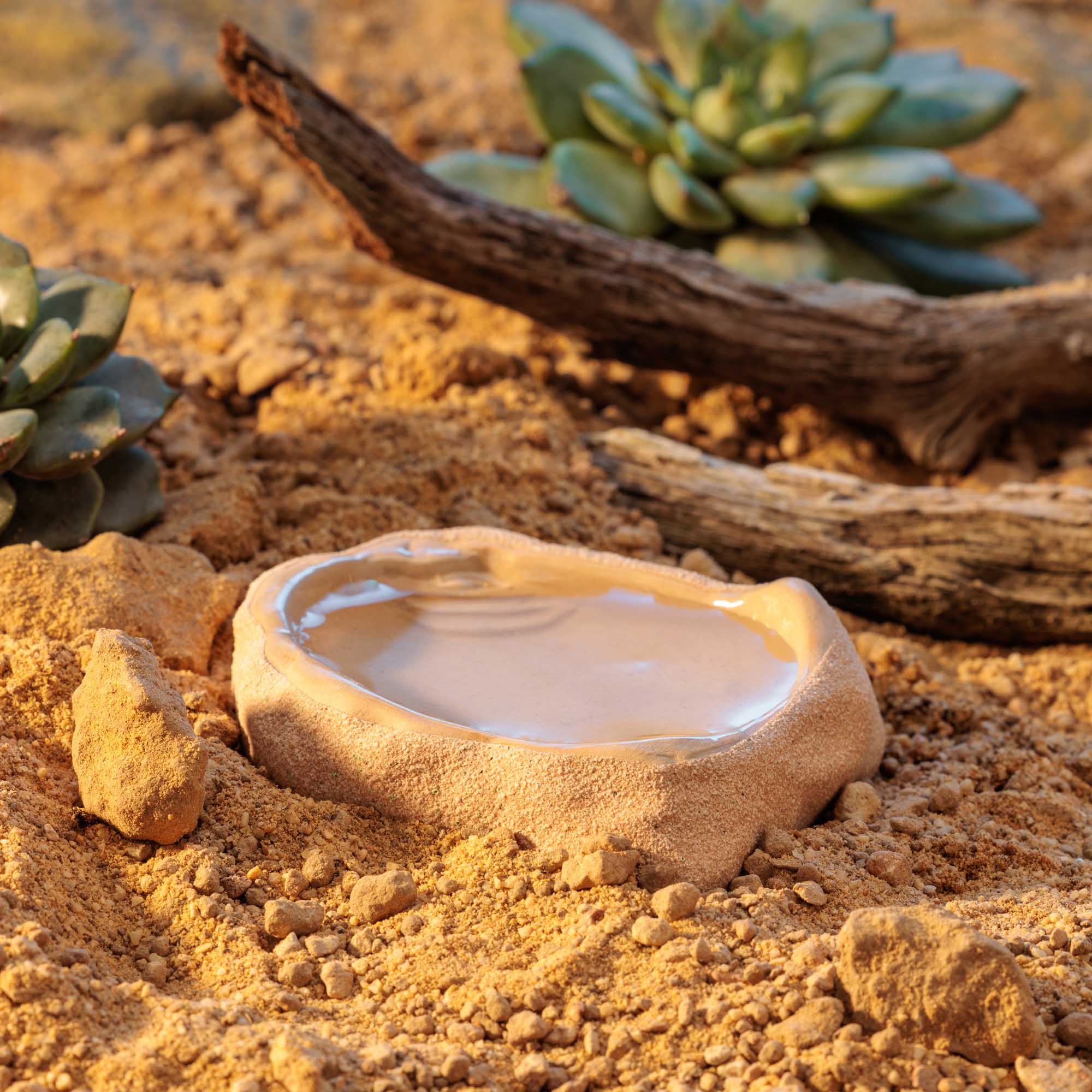 Terrarium Dish Small – Image 5