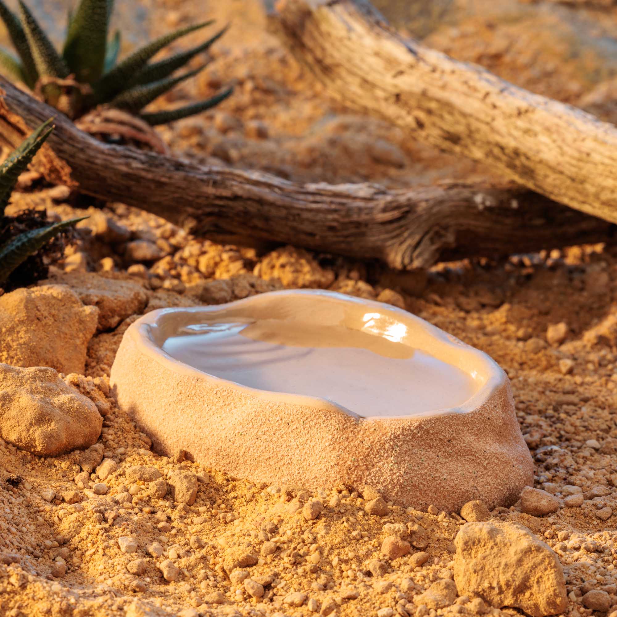 Terrarium Dish Medium – Image 5