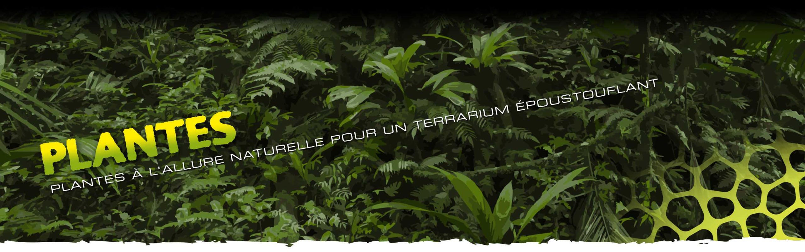 Plantes