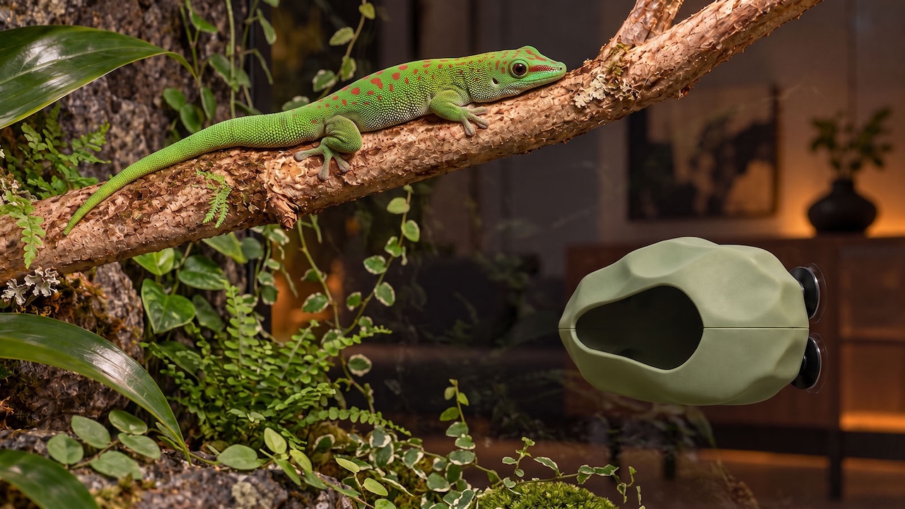 Gecko diurne vert sur une branche &agrave; c&ocirc;t&eacute; de la cachette suspendue BIOTIC Exo Terra fix&eacute;e &agrave; l&rsquo;aide de ventouses visibles