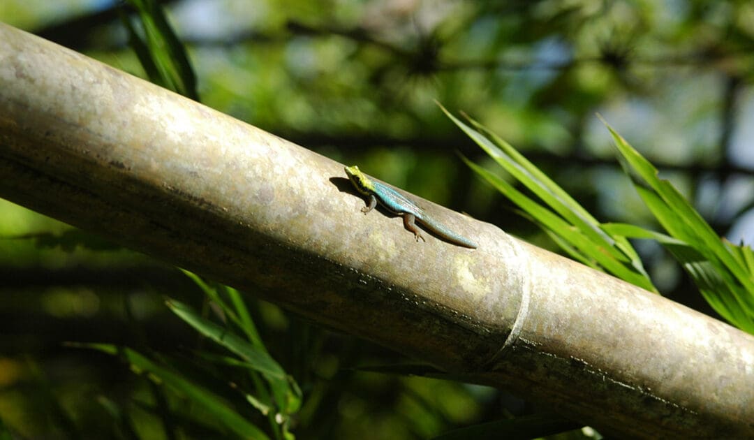 Joyaux De La Forêt De Bambous II