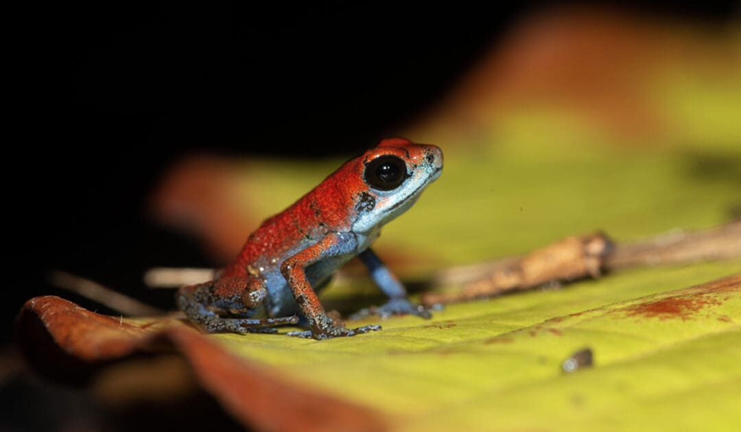 Panama