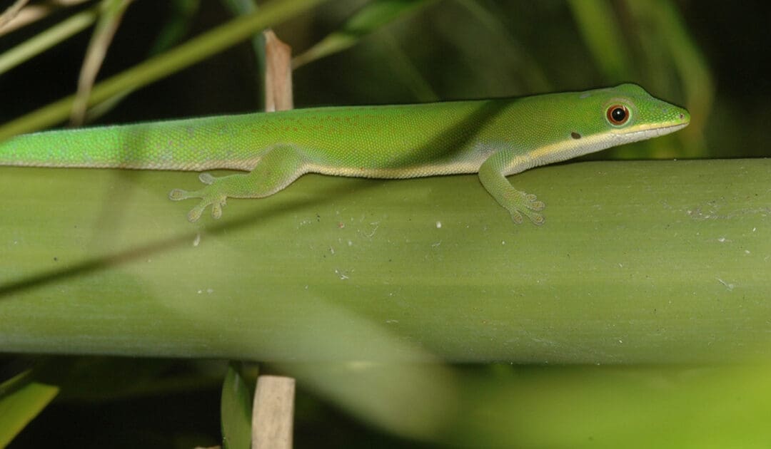 Découverte D’un Nouveau Gecko