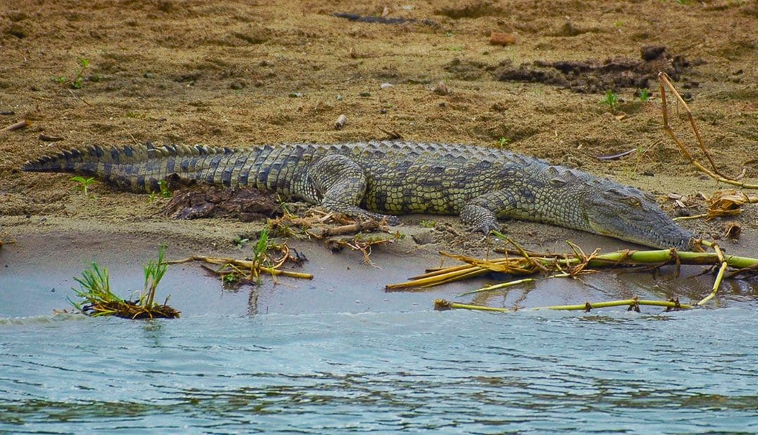 Voyage À Travers La Reine Elisabeth NP