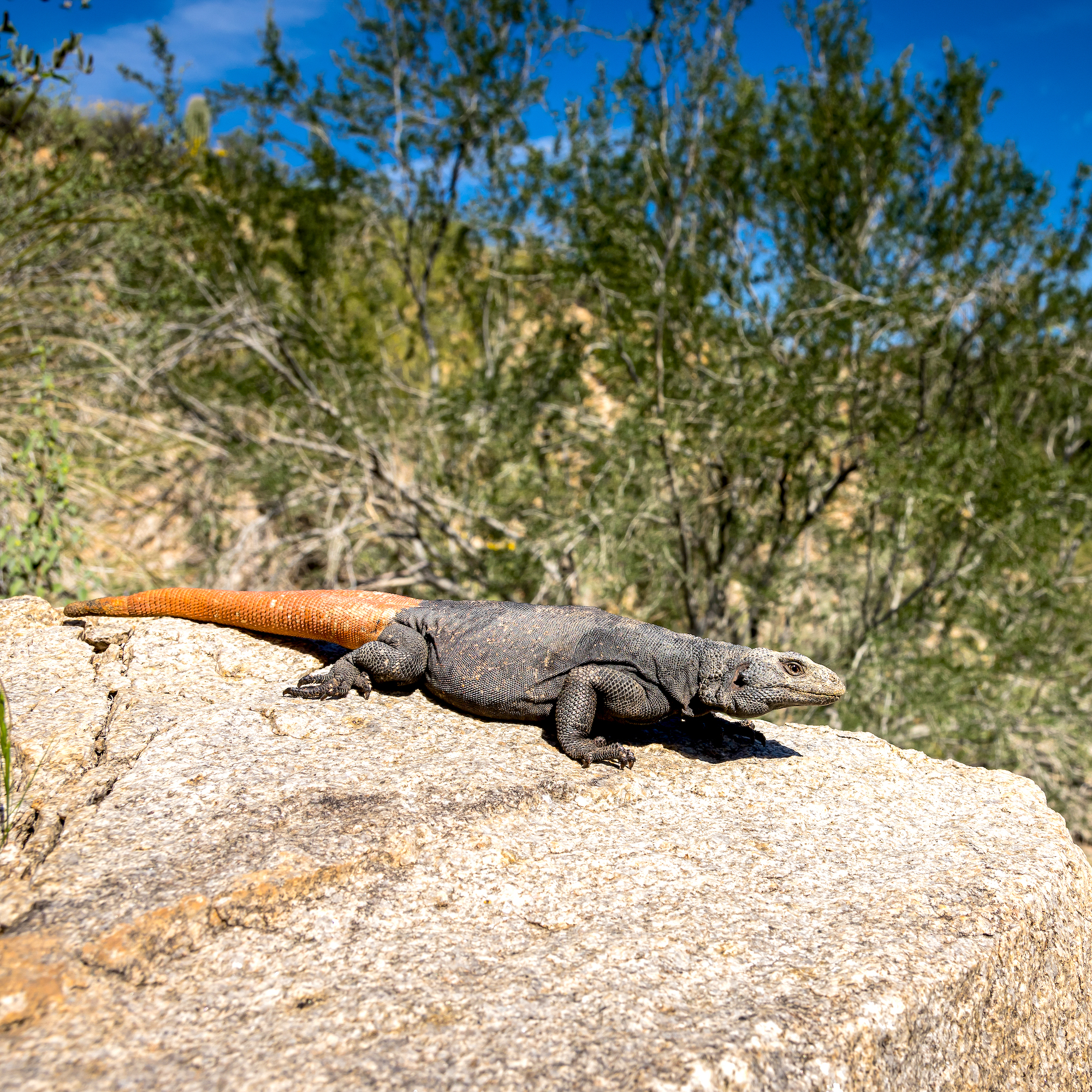 Le chuckwalla (Sauromalus ater) est un véritable champion du soleil. Il habite les déserts de Sonora et des Mojaves dans le sud-ouest des États-Unis et le nord-ouest du Mexique.