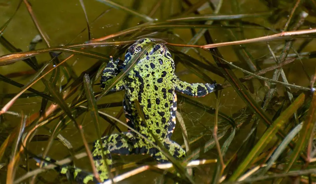 Bombina orientalis