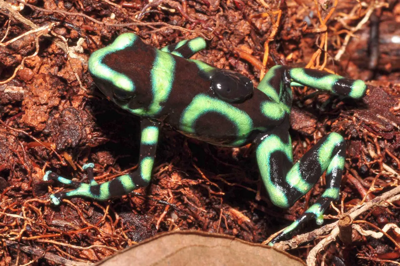 Male Dendrobates auratus 