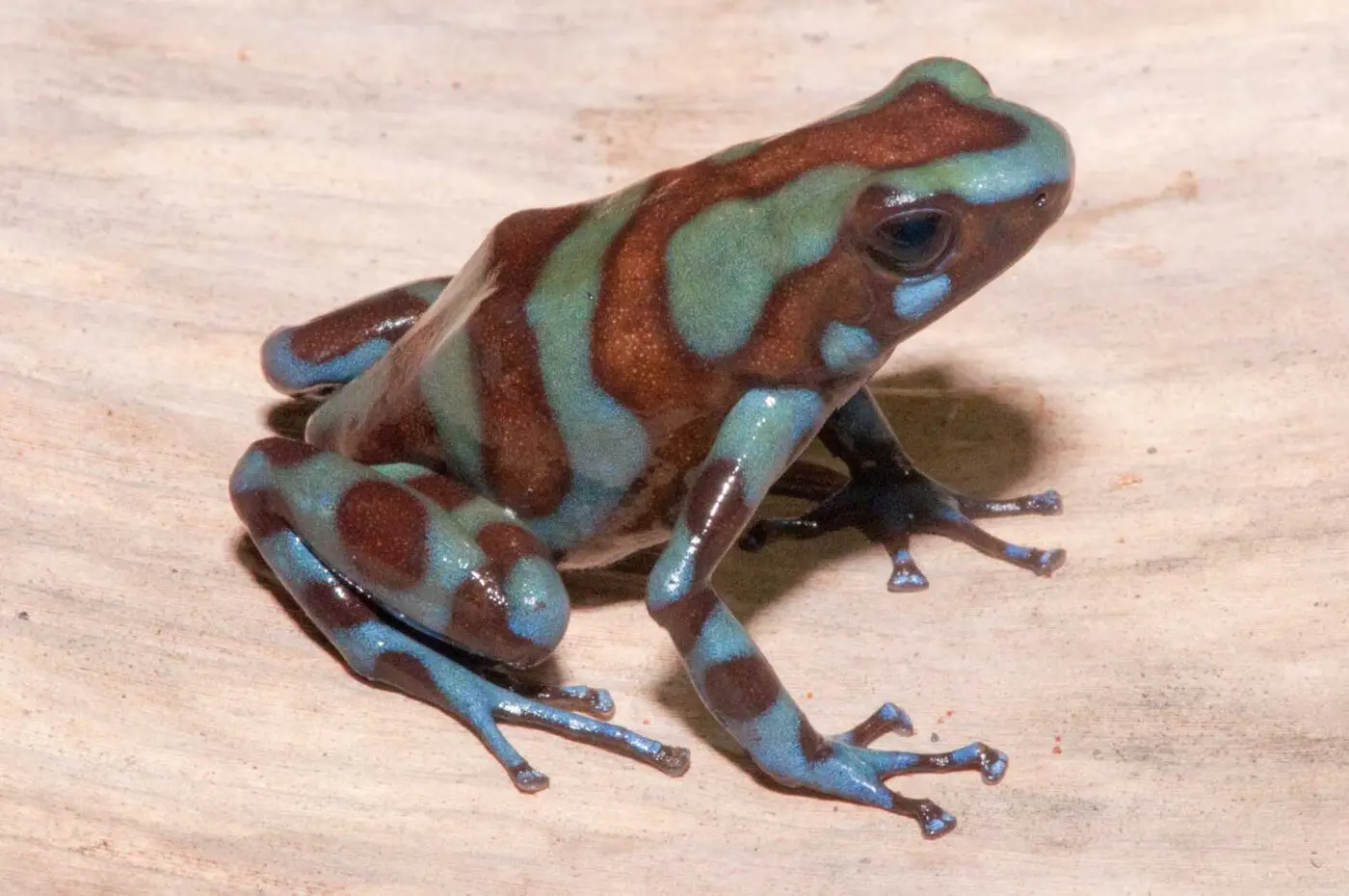 Dendrobates auratus &ldquo;Bronze&rdquo; from the Caribbean slopes of the Cordillera Central in Panama - by J. Van Der Meulen.