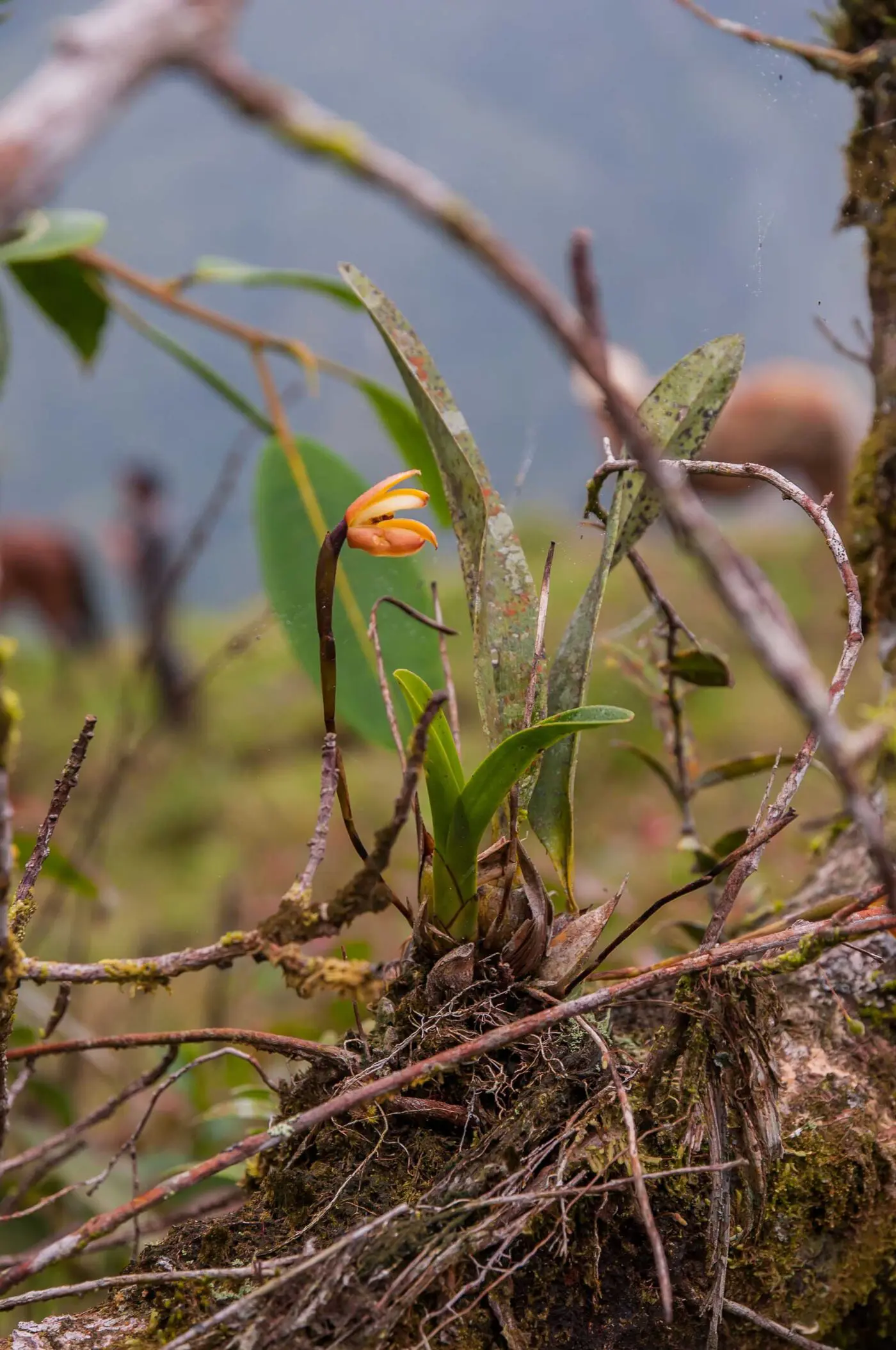 Orchids are a great choice for planted dart frog terrariums.