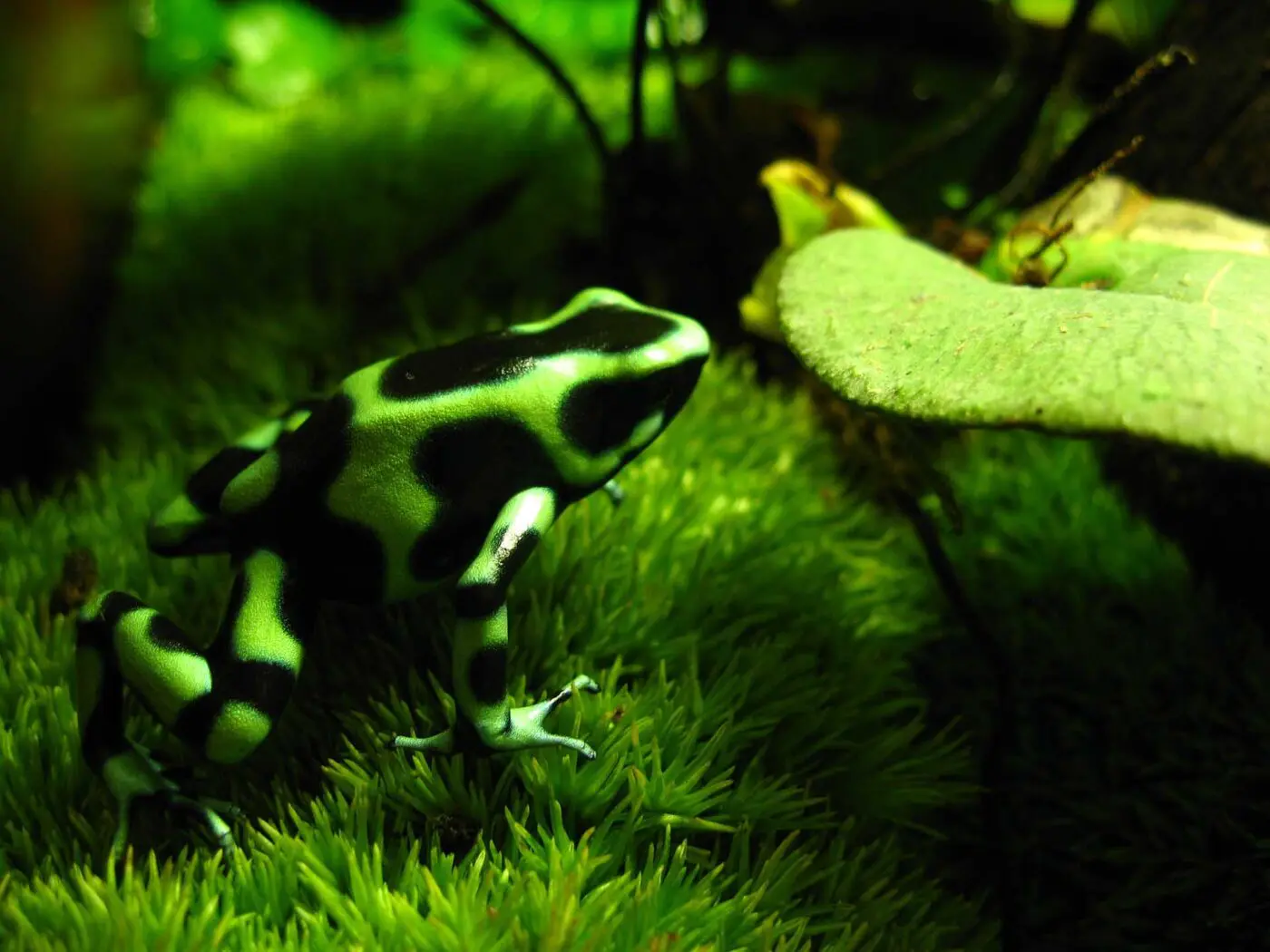 Dendrobates auratus from Nicaragua.