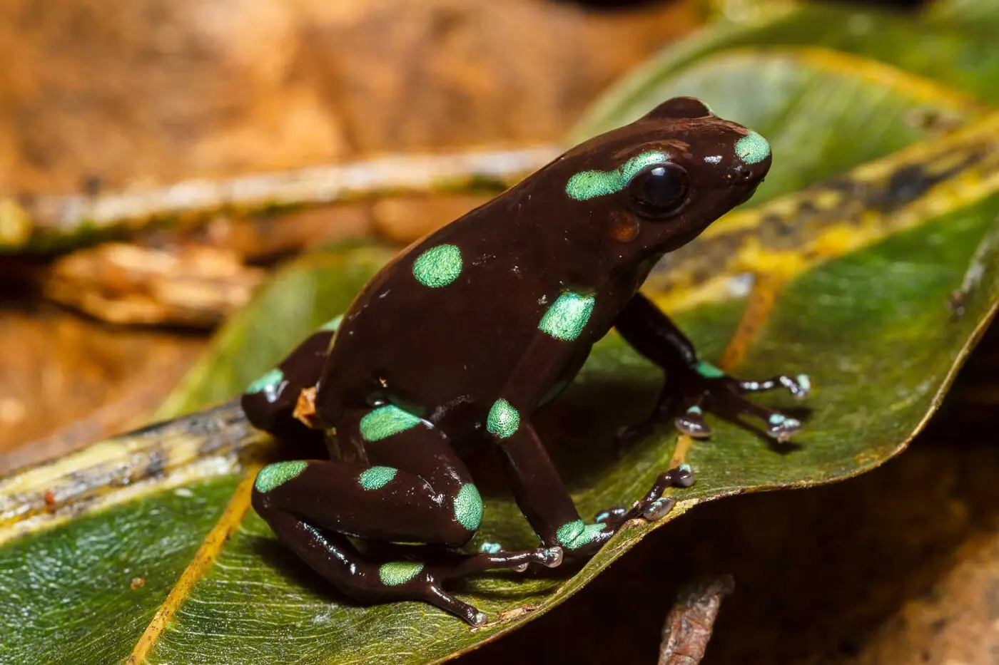Dendrobates auratus from Capira district, Panama - G. Benaets.
