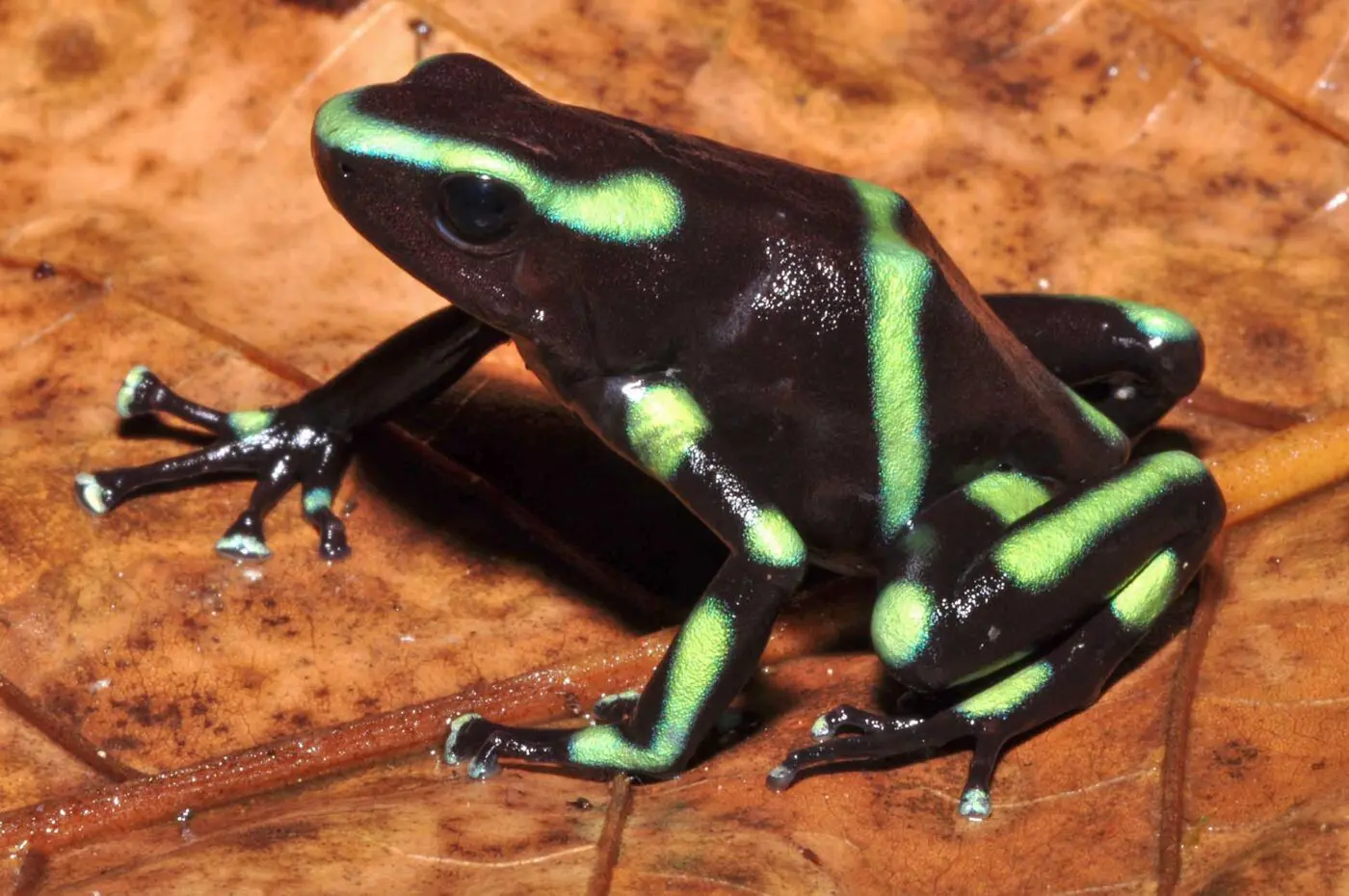 Dendrobates auratus 