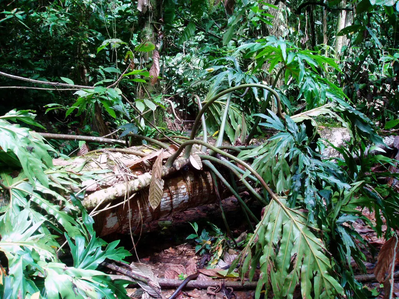 Example of a typical Green-and-black poison dart frog (Dendrobatus auratus) habitat.