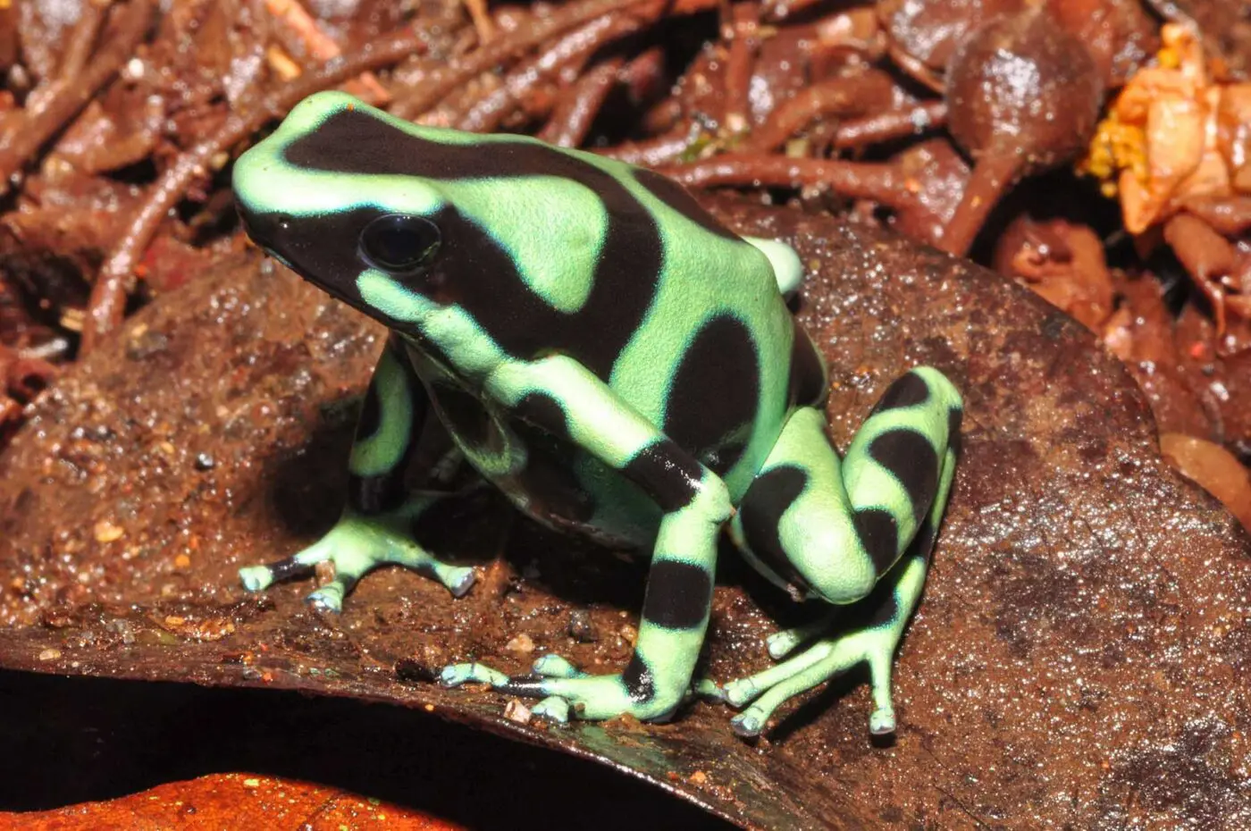 Dendrobates auratus 