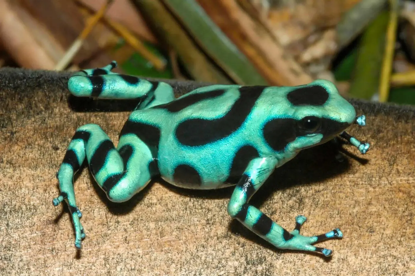 Dendrobates auratus 