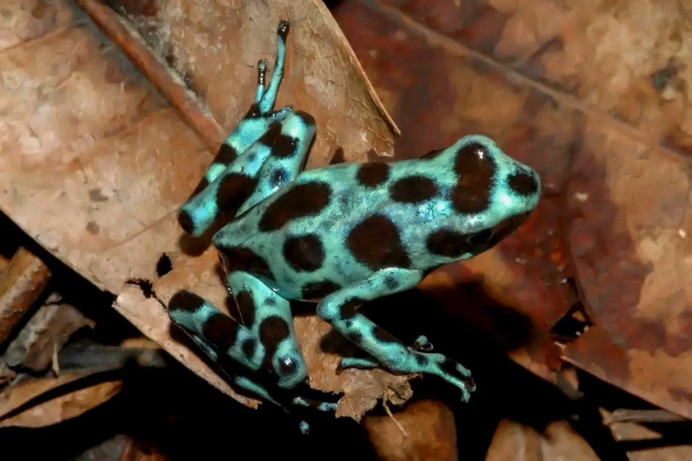 Dendrobates auratus 