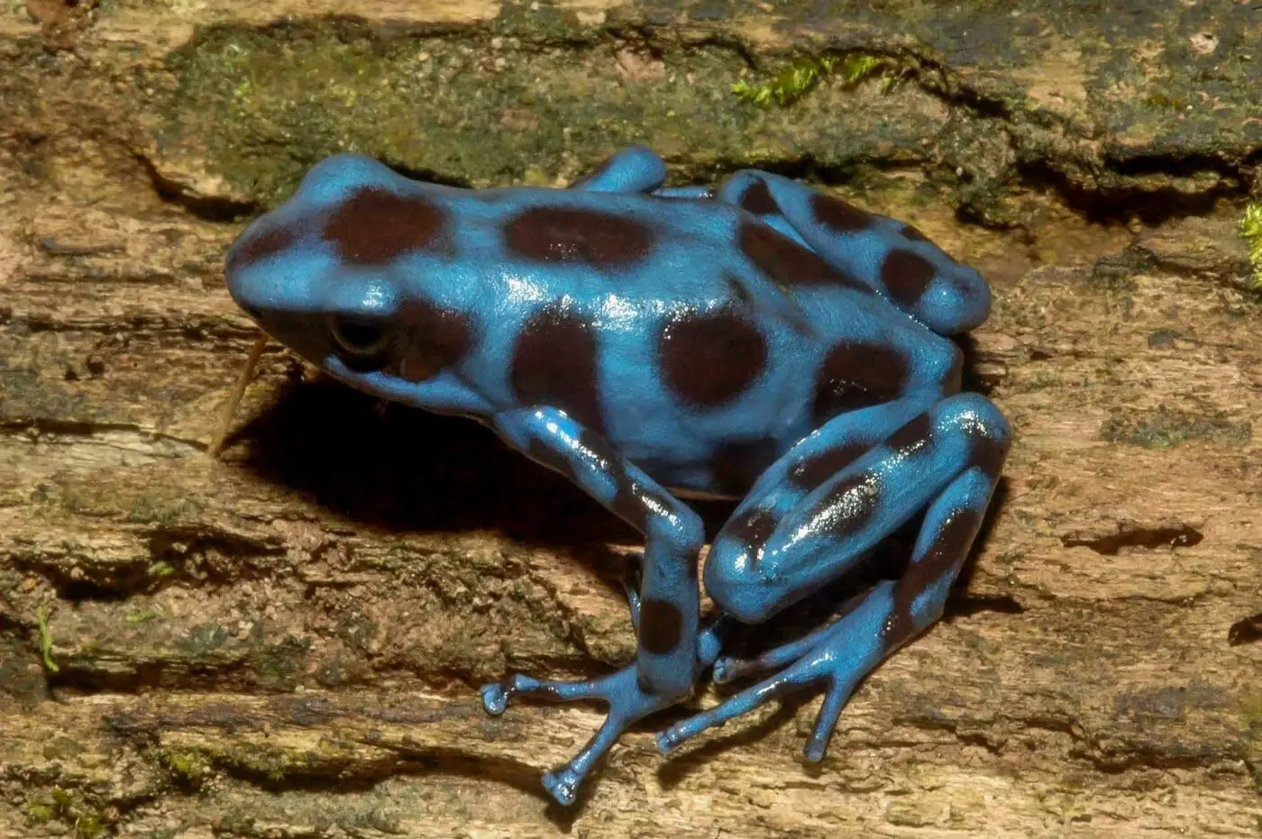 Dendrobates auratus &ldquo;Calobre&rdquo; is one of the few blue coloured auratus morphs and lives near the village Calobre in Panama - by J. Van Der Meulen.