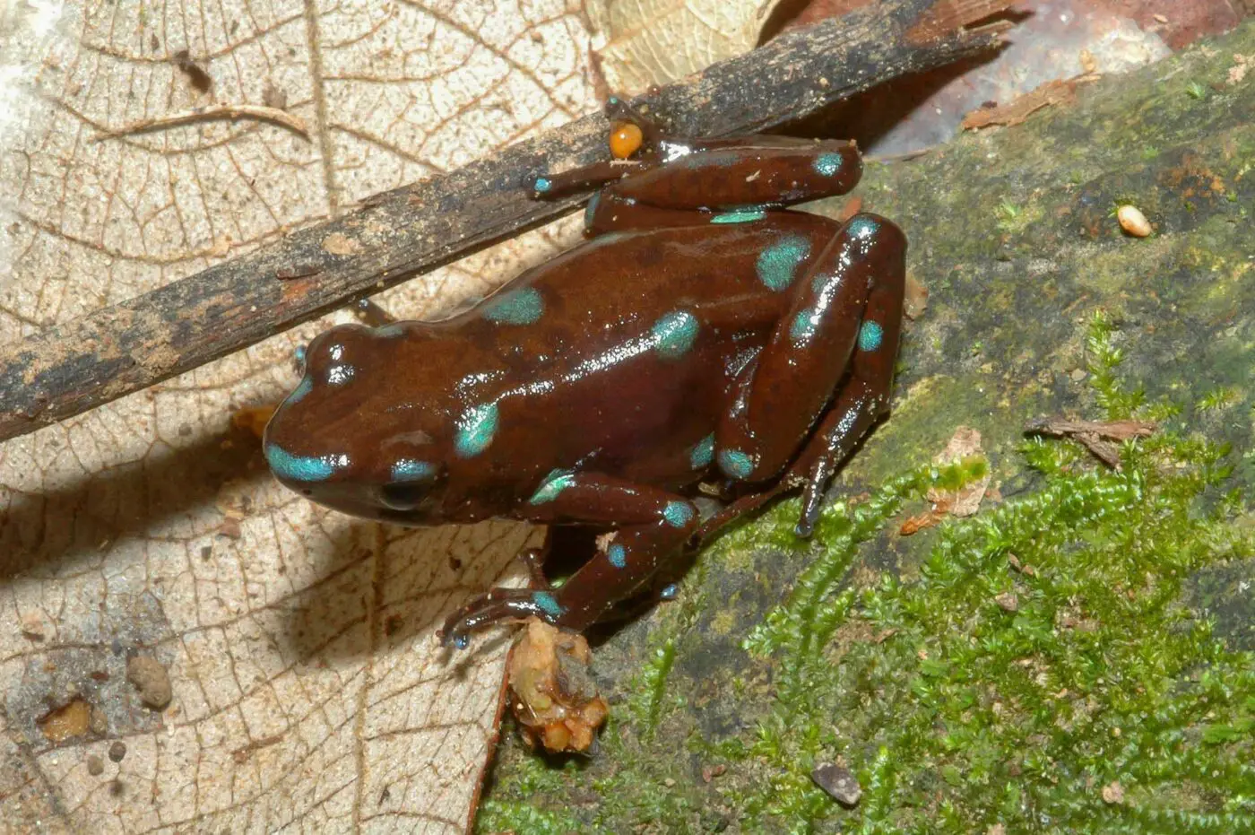 Dendrobates auratus 