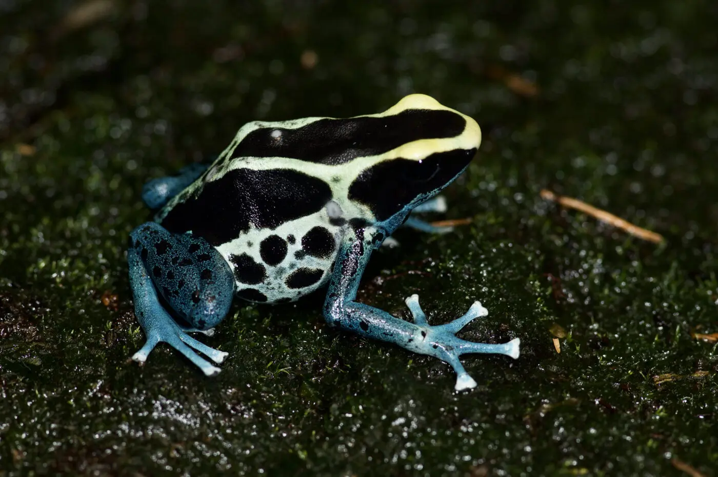 Dendrobates tinctorius 