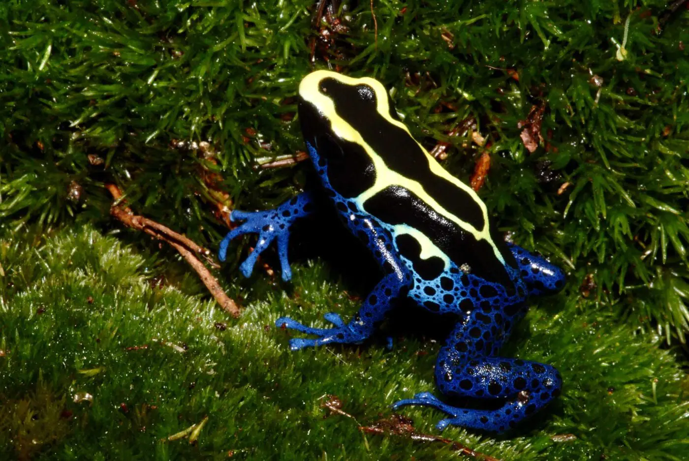 Dendrobates tinctorius on moss.
