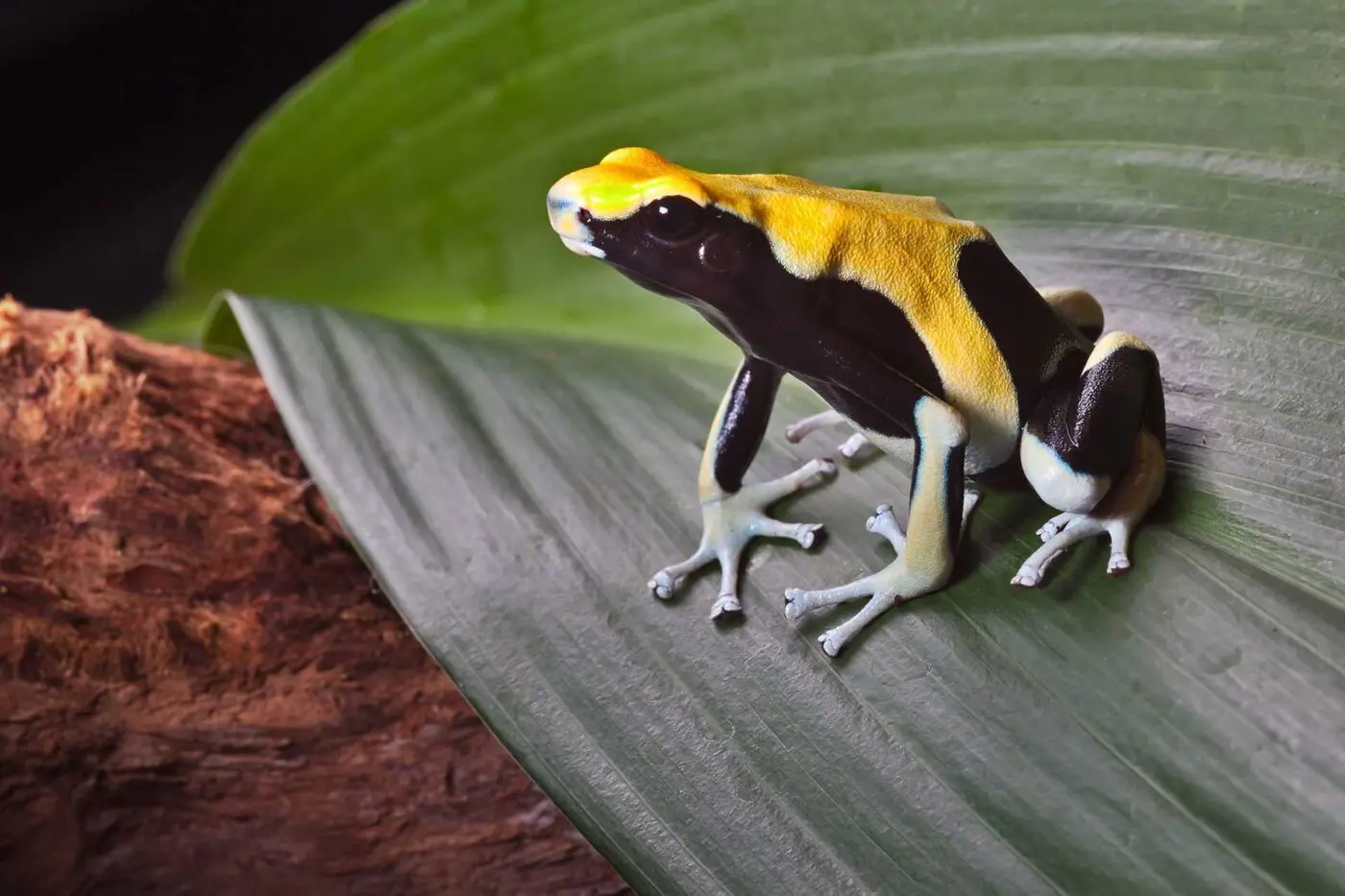 Dendrobates tinctorius 