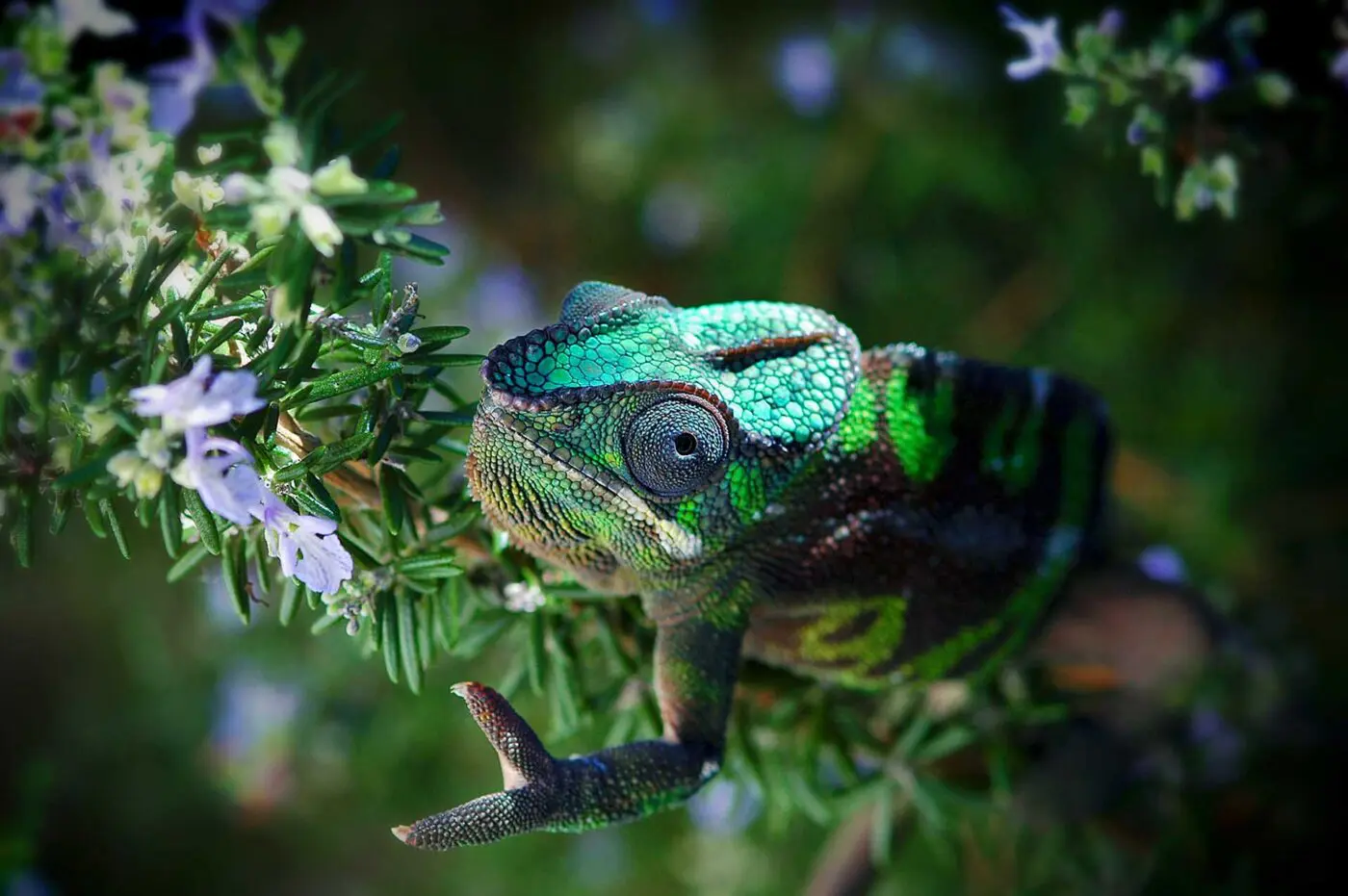 Captive bred panther chameleon photographed exploring his surroundings - by M. Kern.