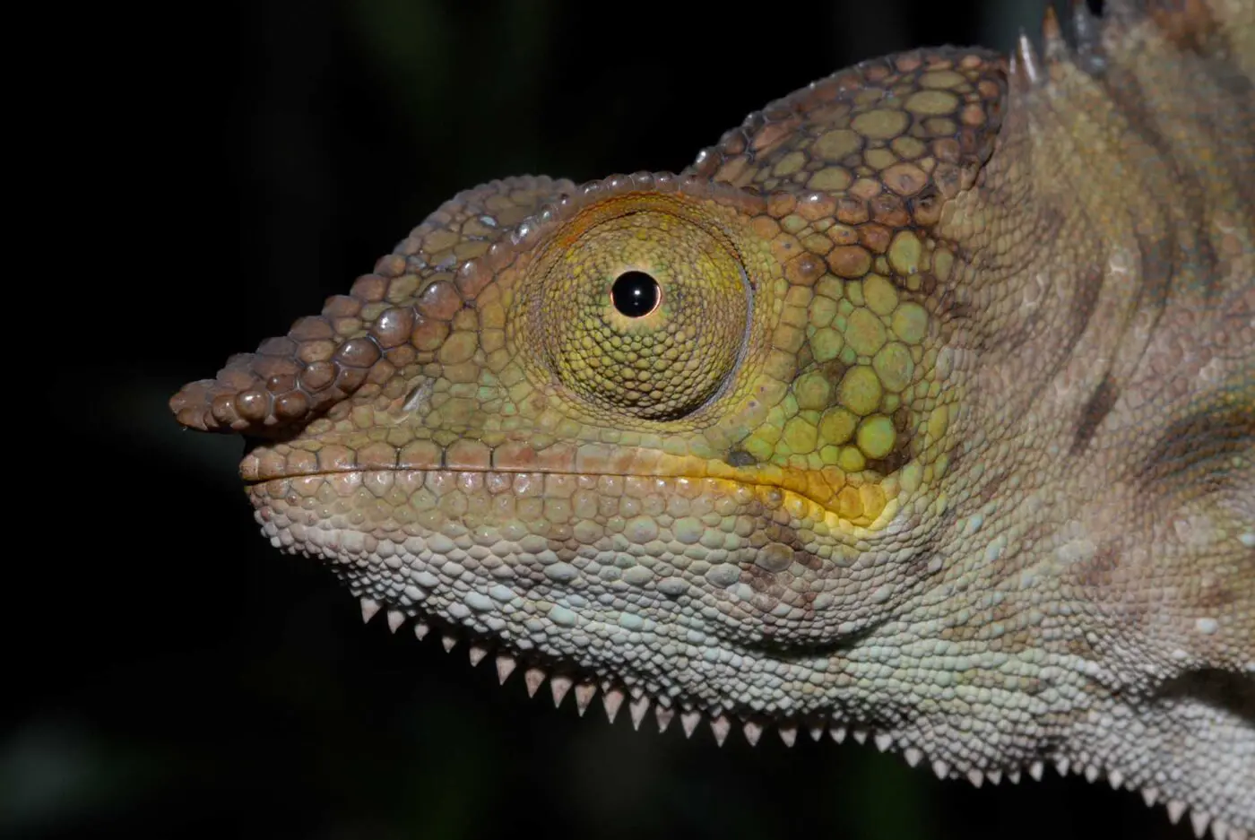 Furcifer pardalis 