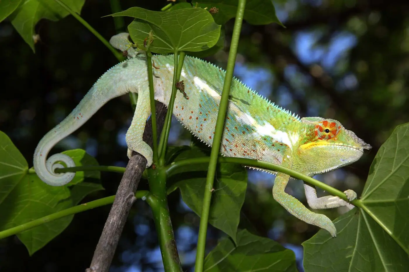 Furcifer pardalis 