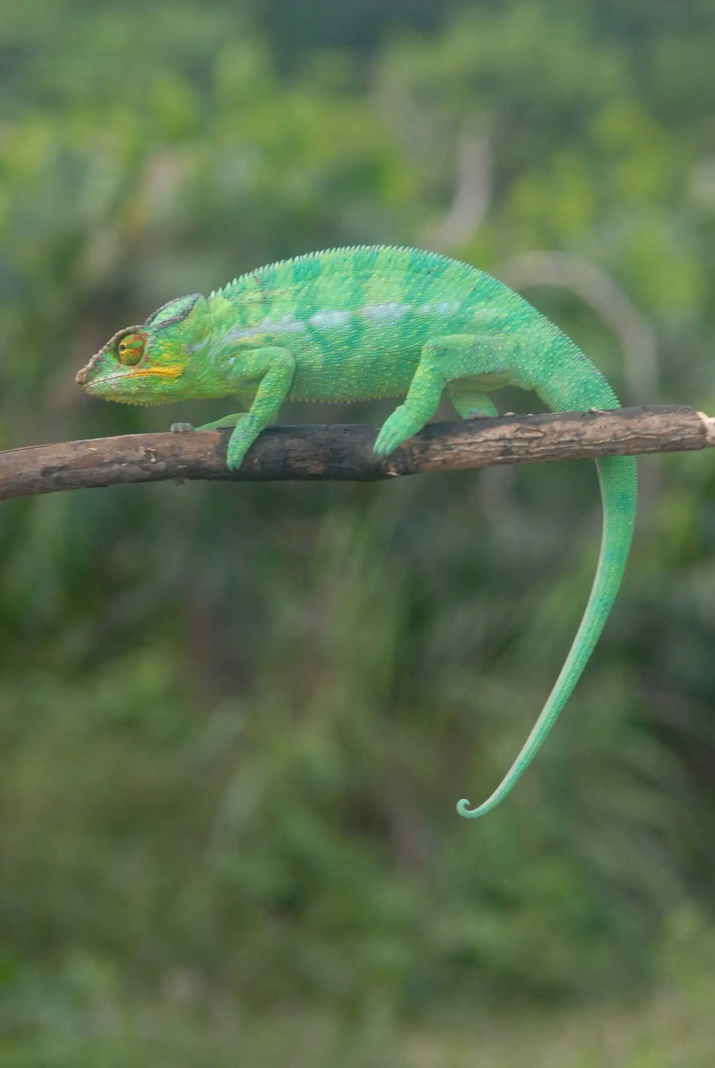 Furcifer pardalis walking along a branch - by E. Van Heygen.
