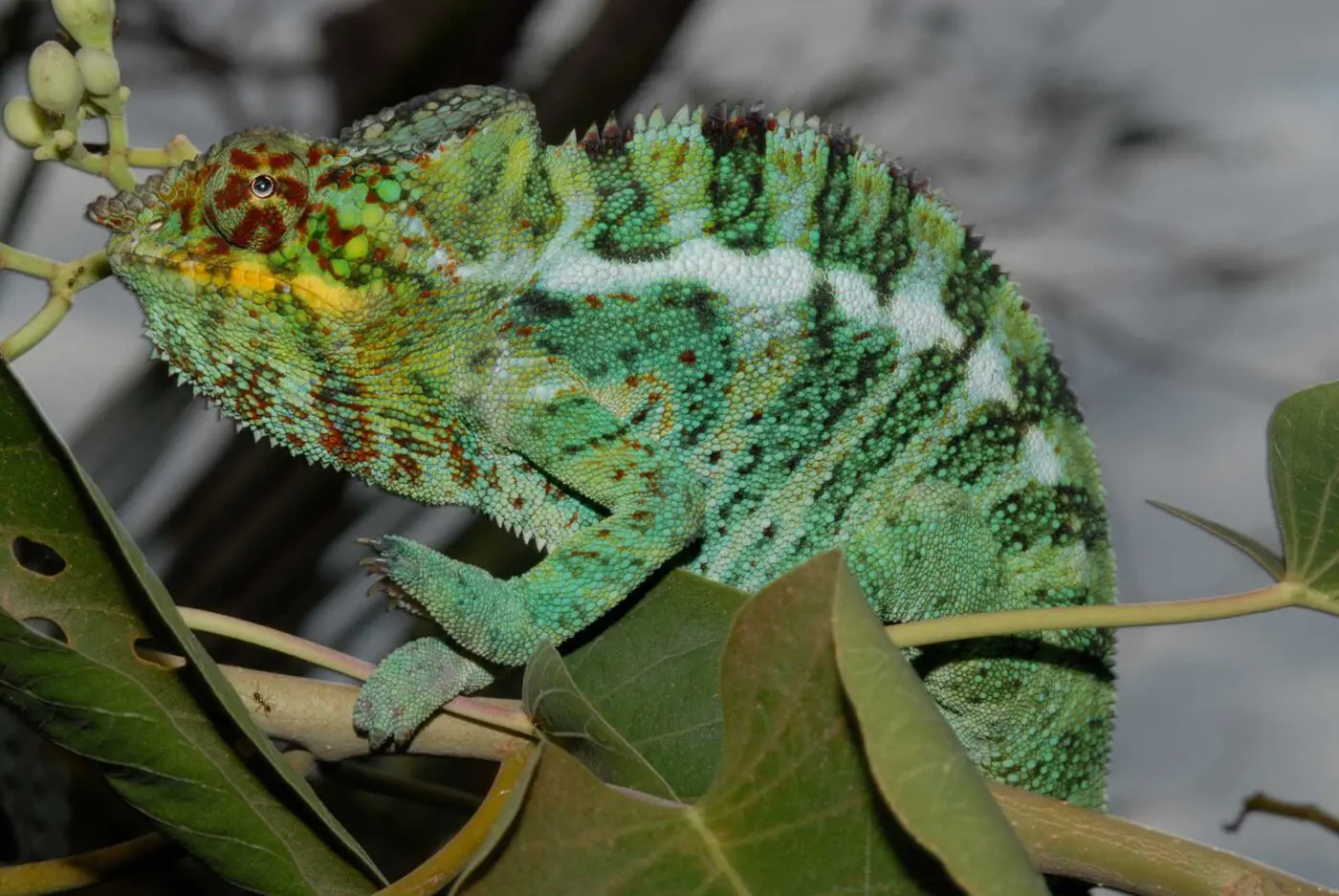 Furcifer pardalis 