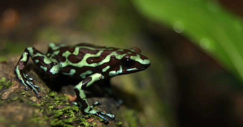 Dendrobates auratus from Taboga Island, Panama - by J.A. Hernandez