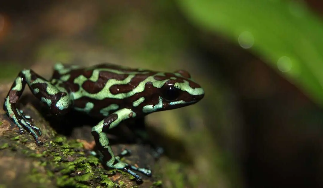 Dendrobates auratus