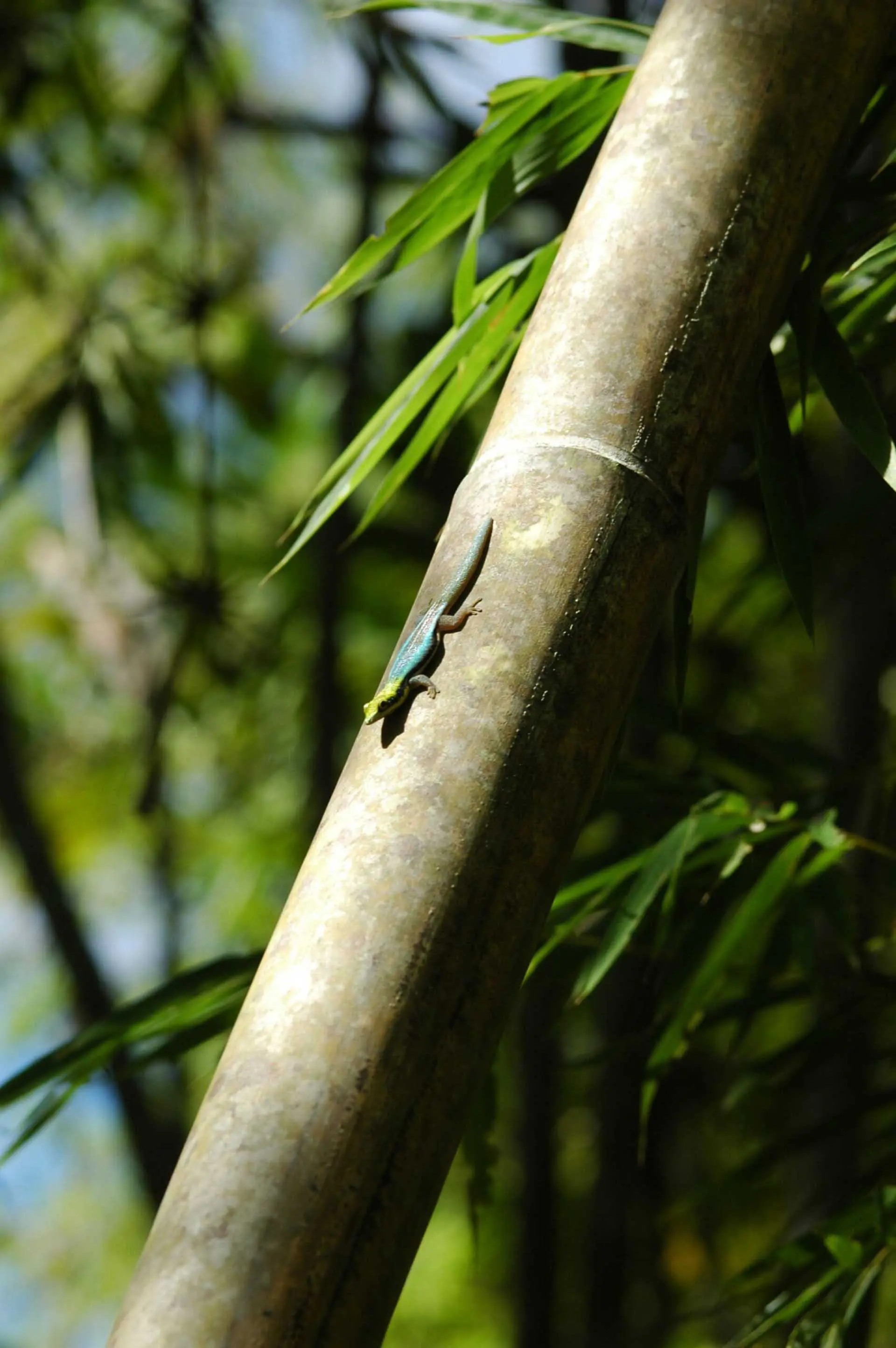 Jewels of the bamboo forest II