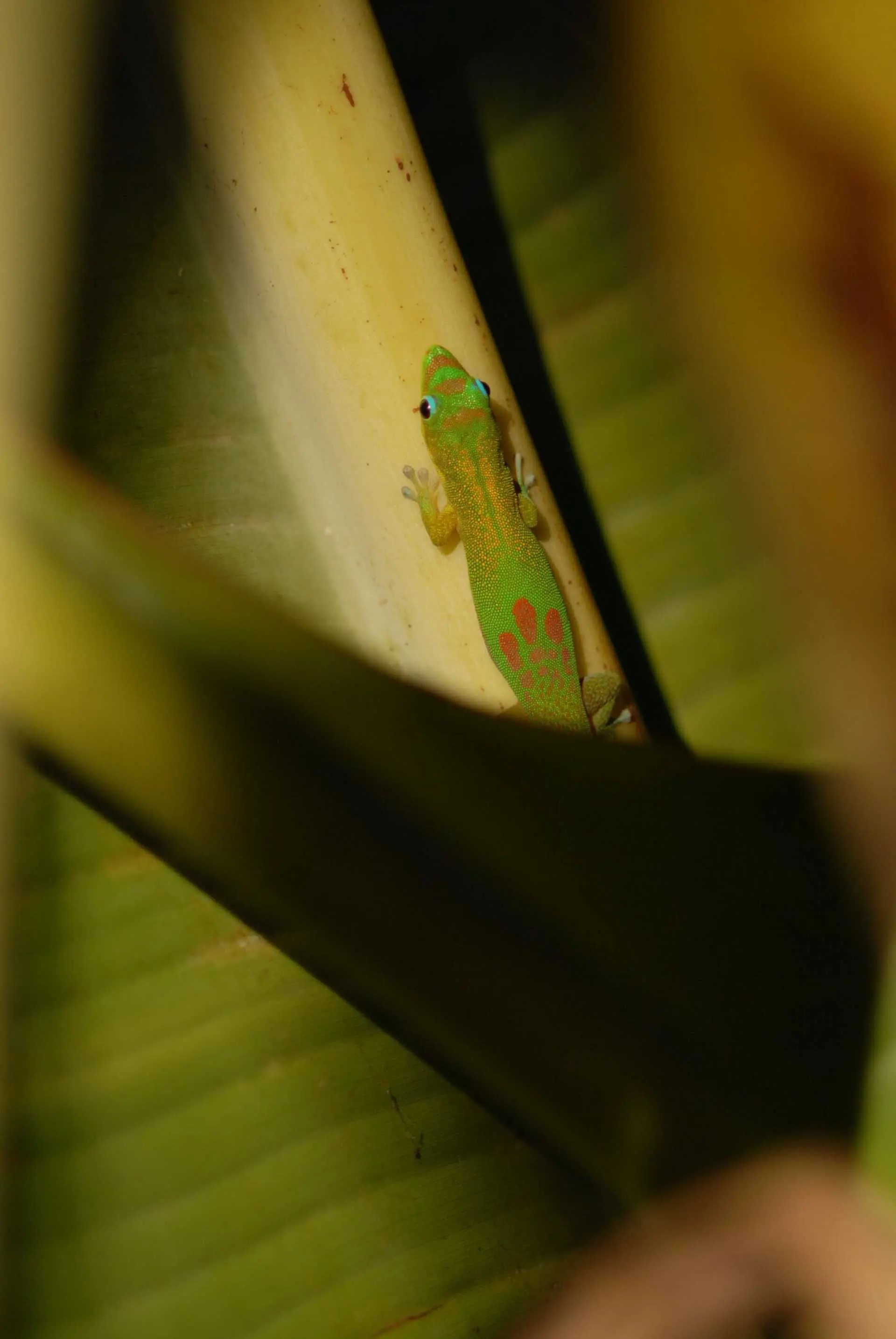 Jewels of the bamboo forest III