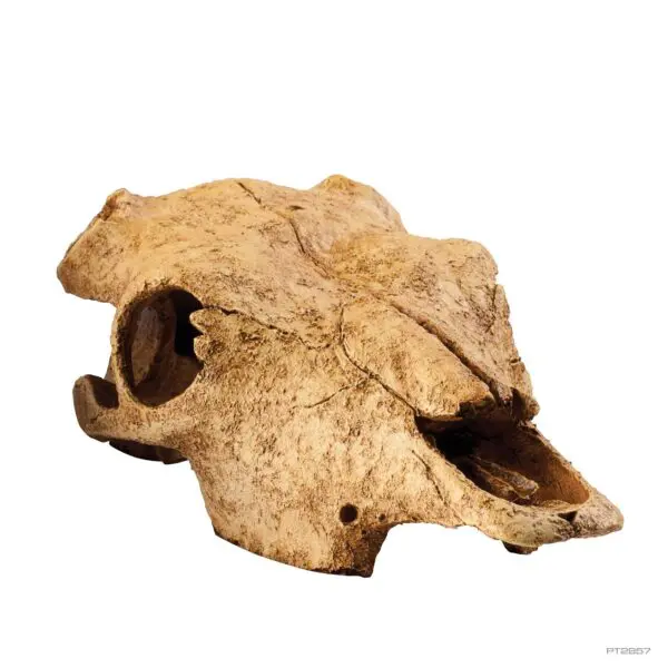Buffalo Skull