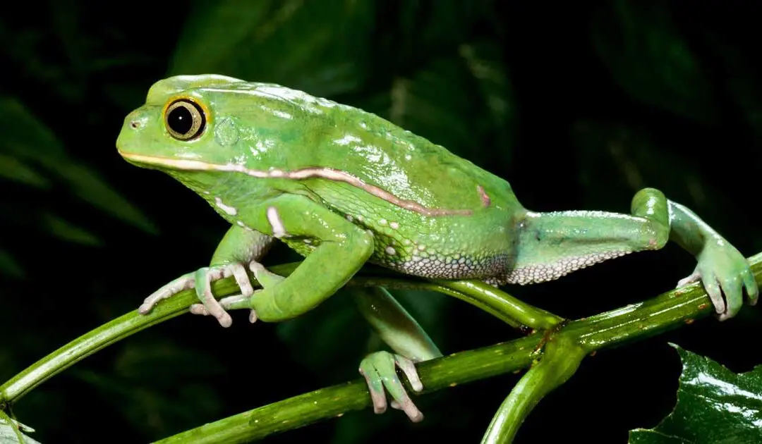Phyllomedusa sauvagii