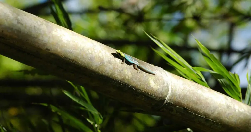 Jewels of the bamboo forest II