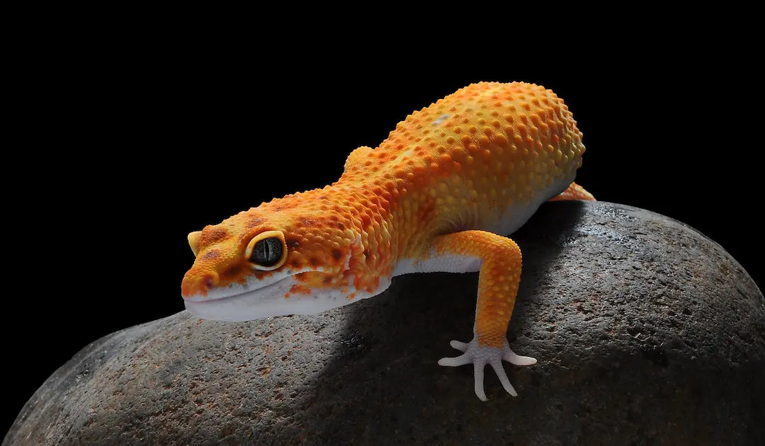 The Myth of Nocturnal Creatures and UVB Light