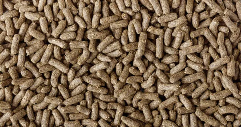 Dragon Grub, not your average reptile food!