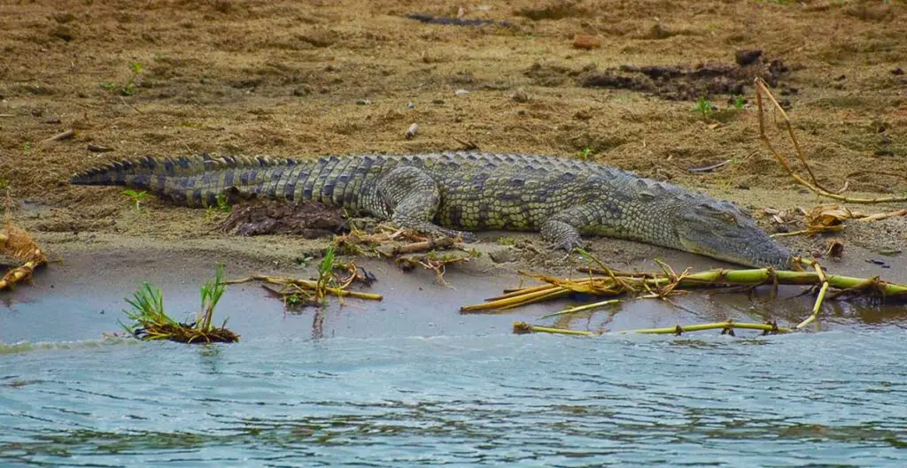 Journey through Queen Elisabeth NP