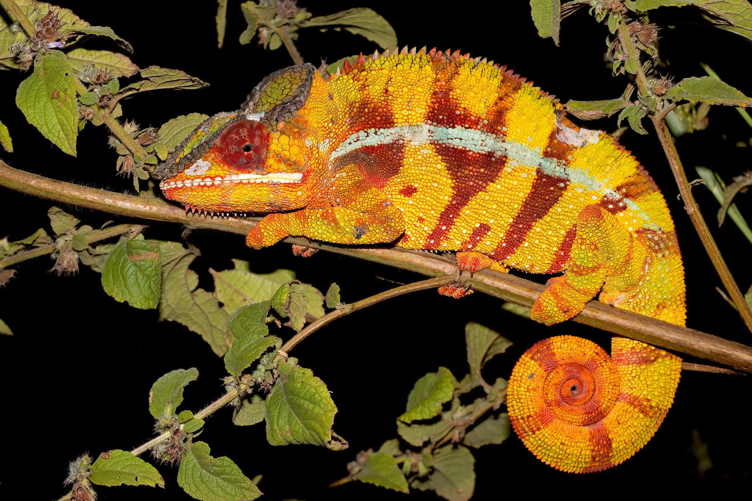 Furcifer pardalis from Joffreville, Montagne d'ambre