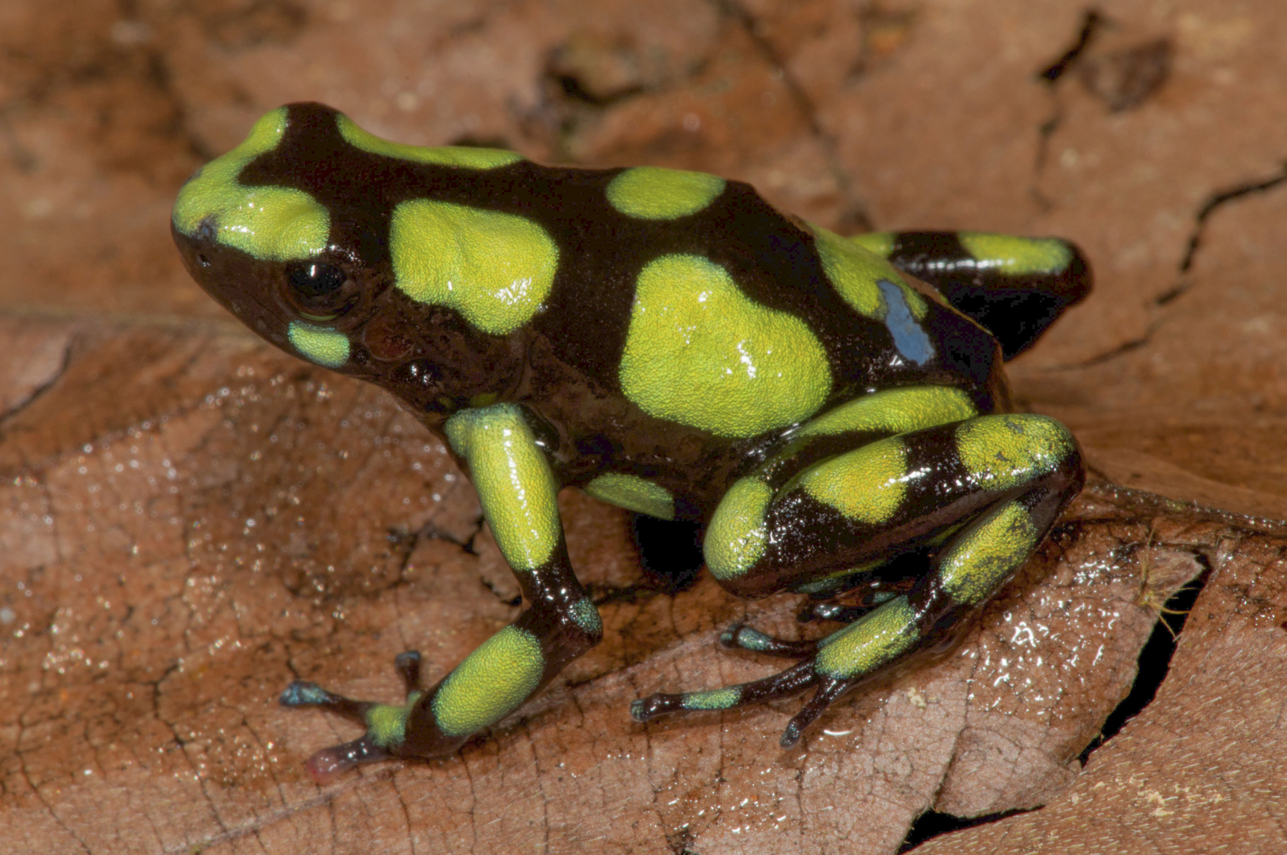 Dendrobates auratus "Capurgana" from Departement Choco, Colombia - by J. Van Der Meulen.