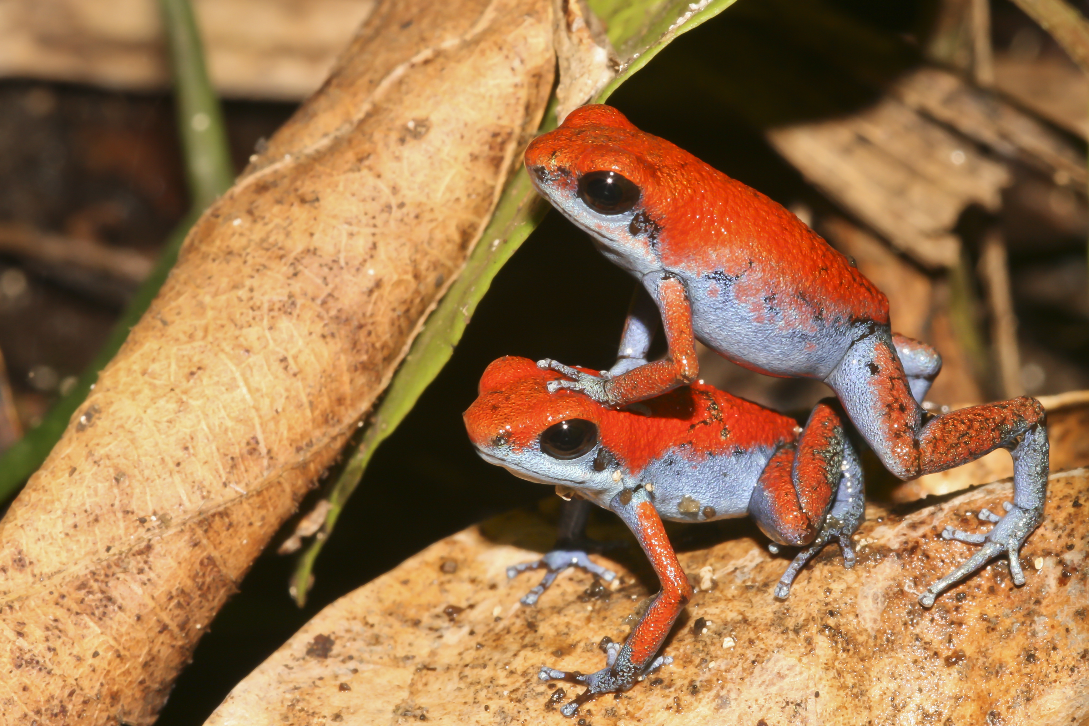 Microhabitat Types For Frogs