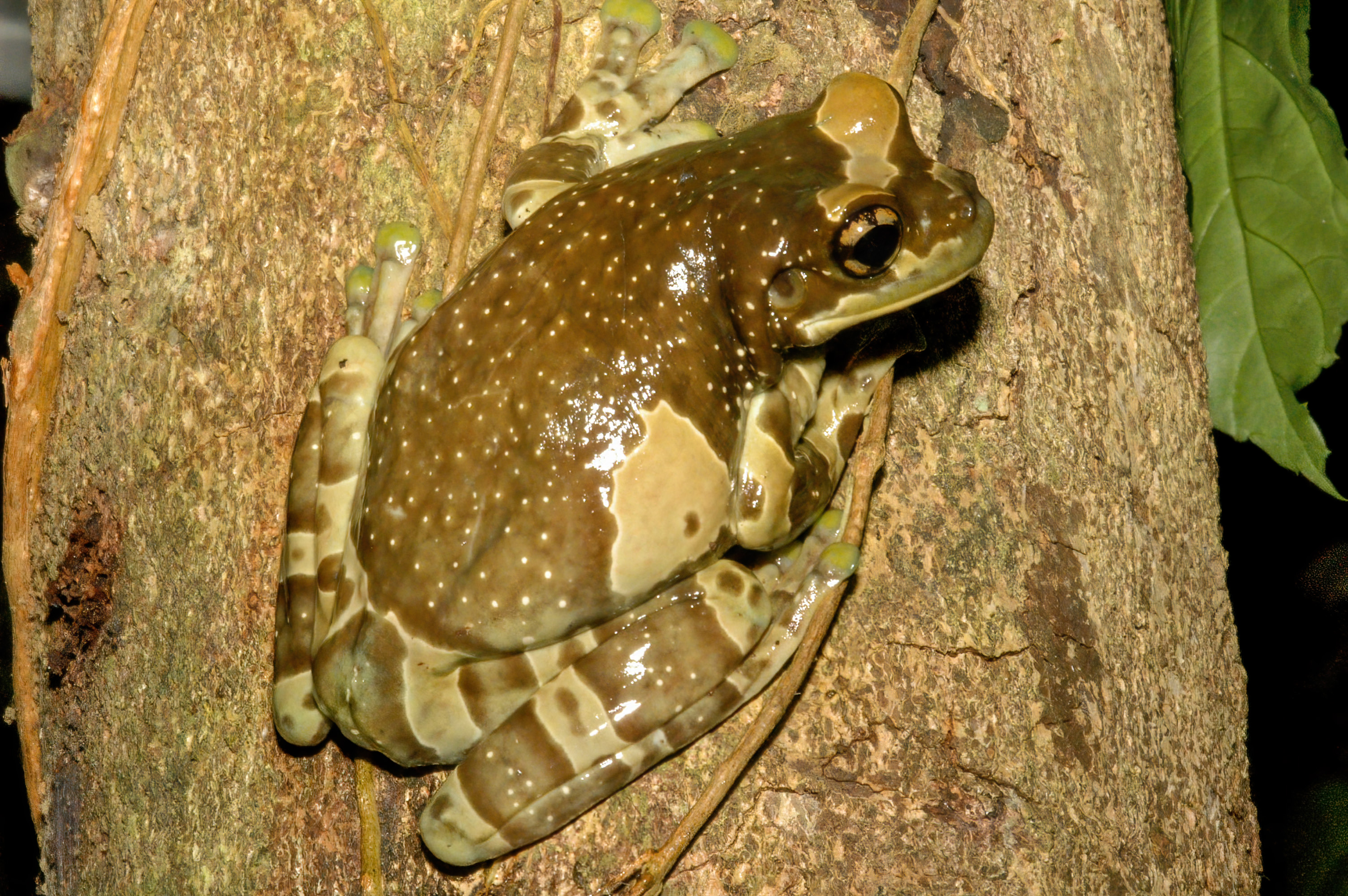 Microhabitat Types For Frogs