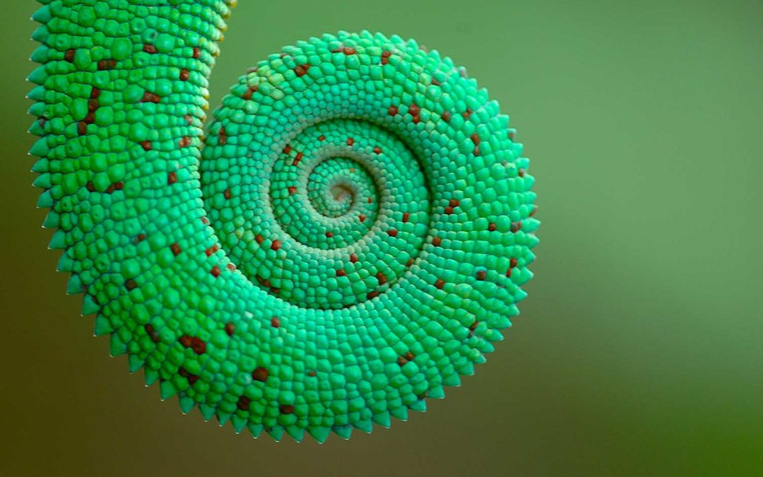 Panther Chameleons In Madagascar