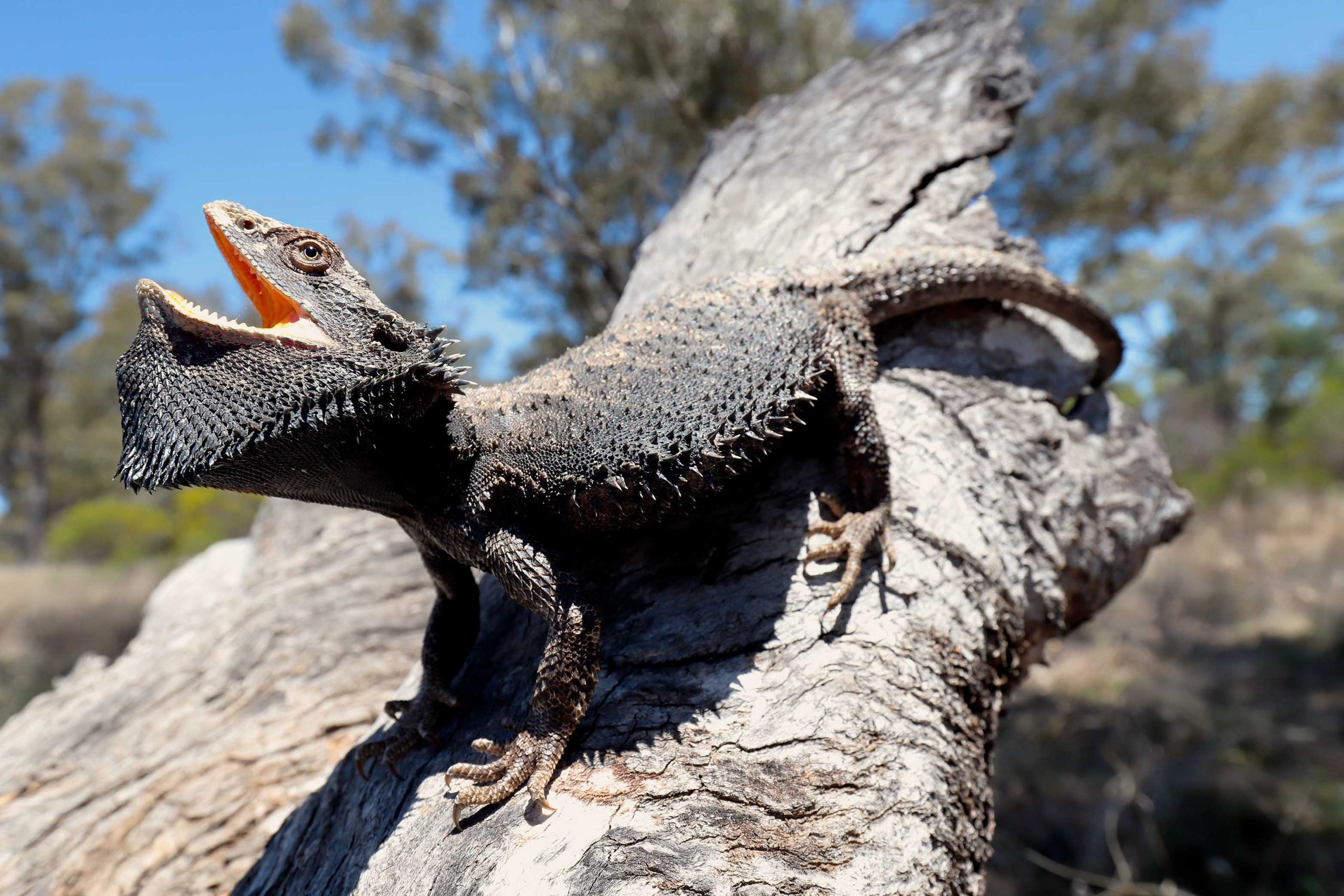 Pogona barbata, The Eastern Bearded Dragon basking in direct sunlight