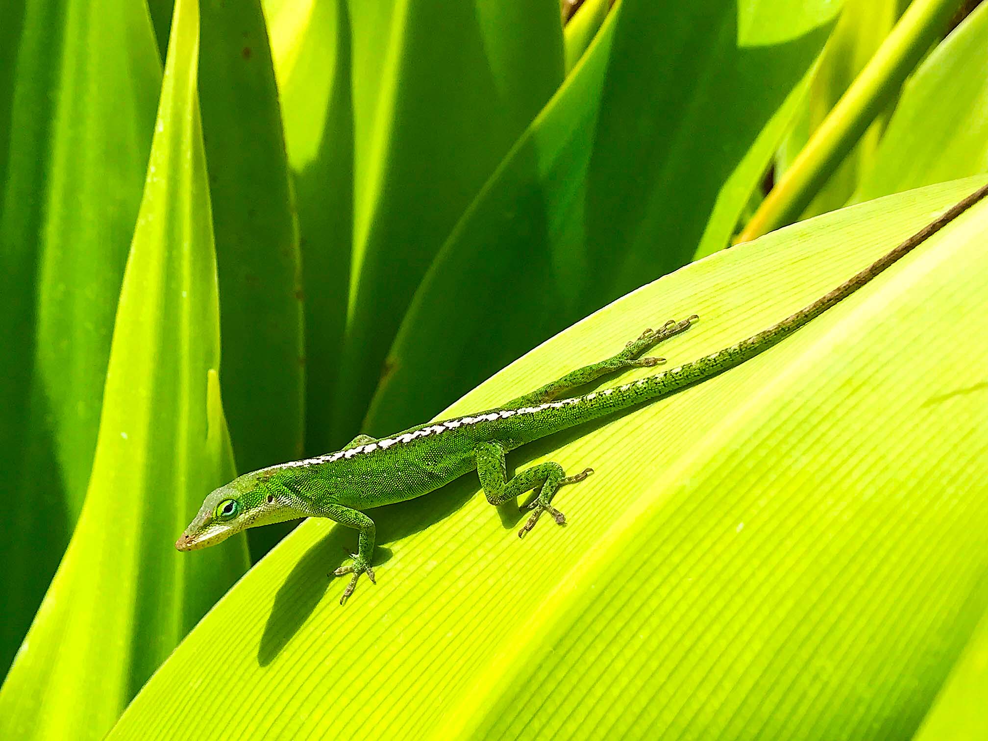 Anolis carolinensis or Green Anole basking on Kaua'I Island, Hawaii