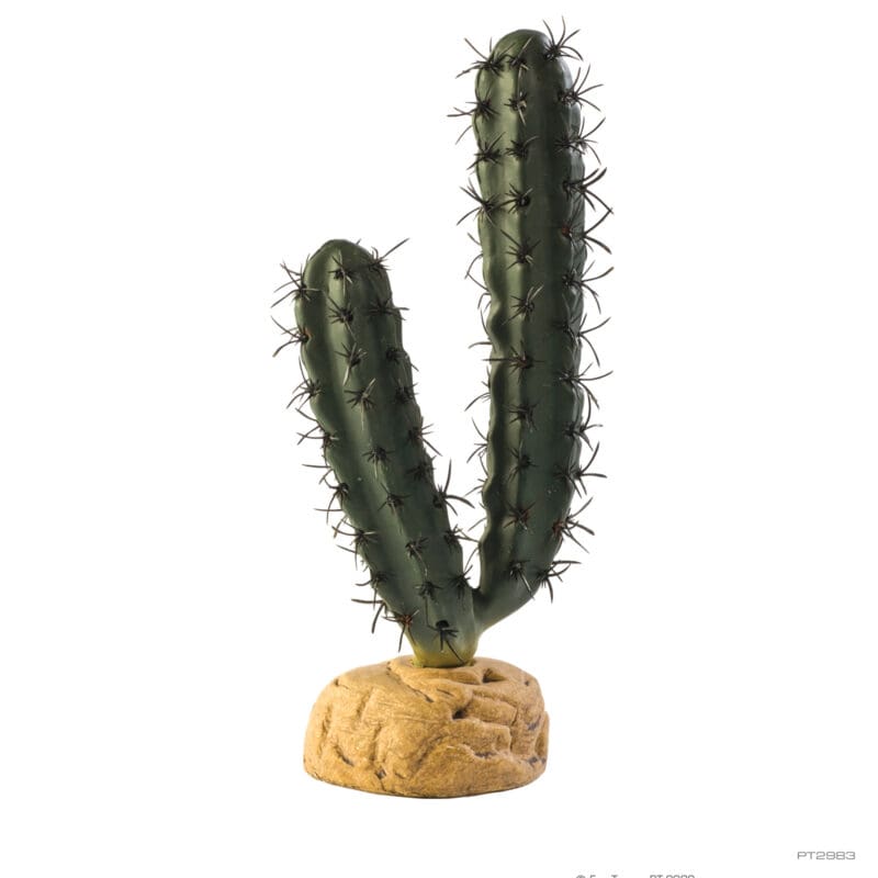 Finger Cactus