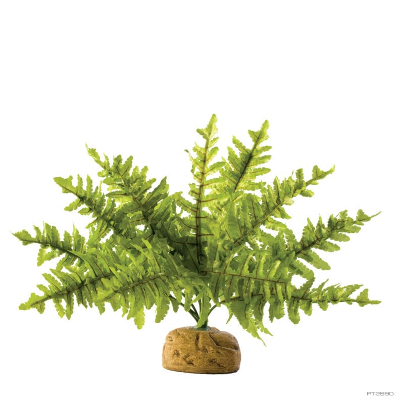 Boston Fern Small