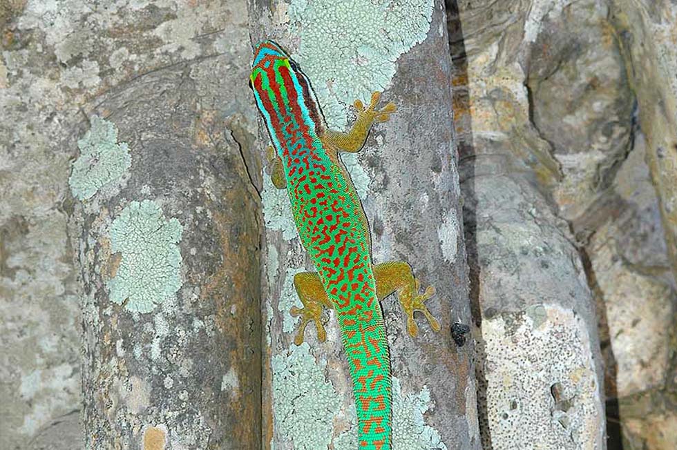 Protecting the Legacy of Réunion Island’s Day Geckos